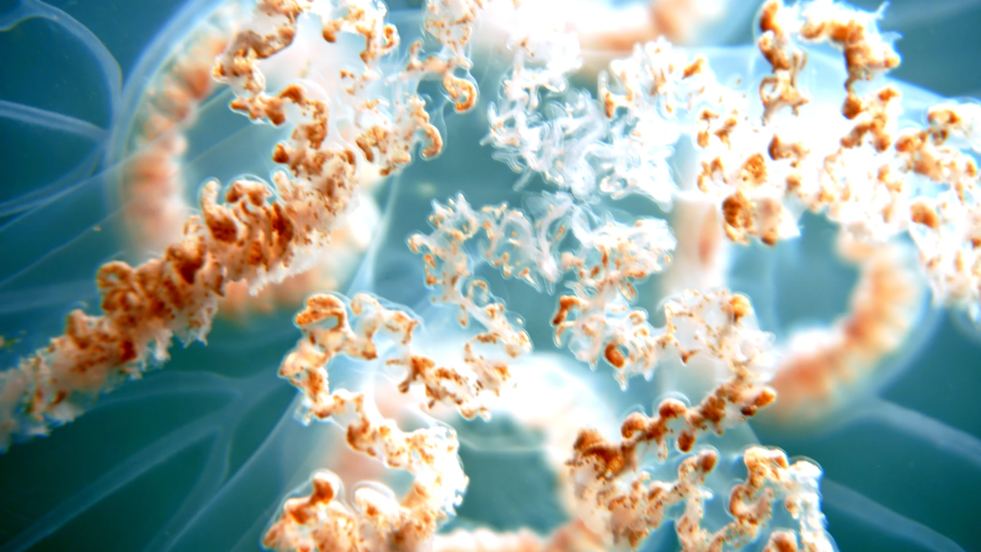 Close-up of translucent jellyfish with intricate white and orange frilled oral arms drifting through blue water.