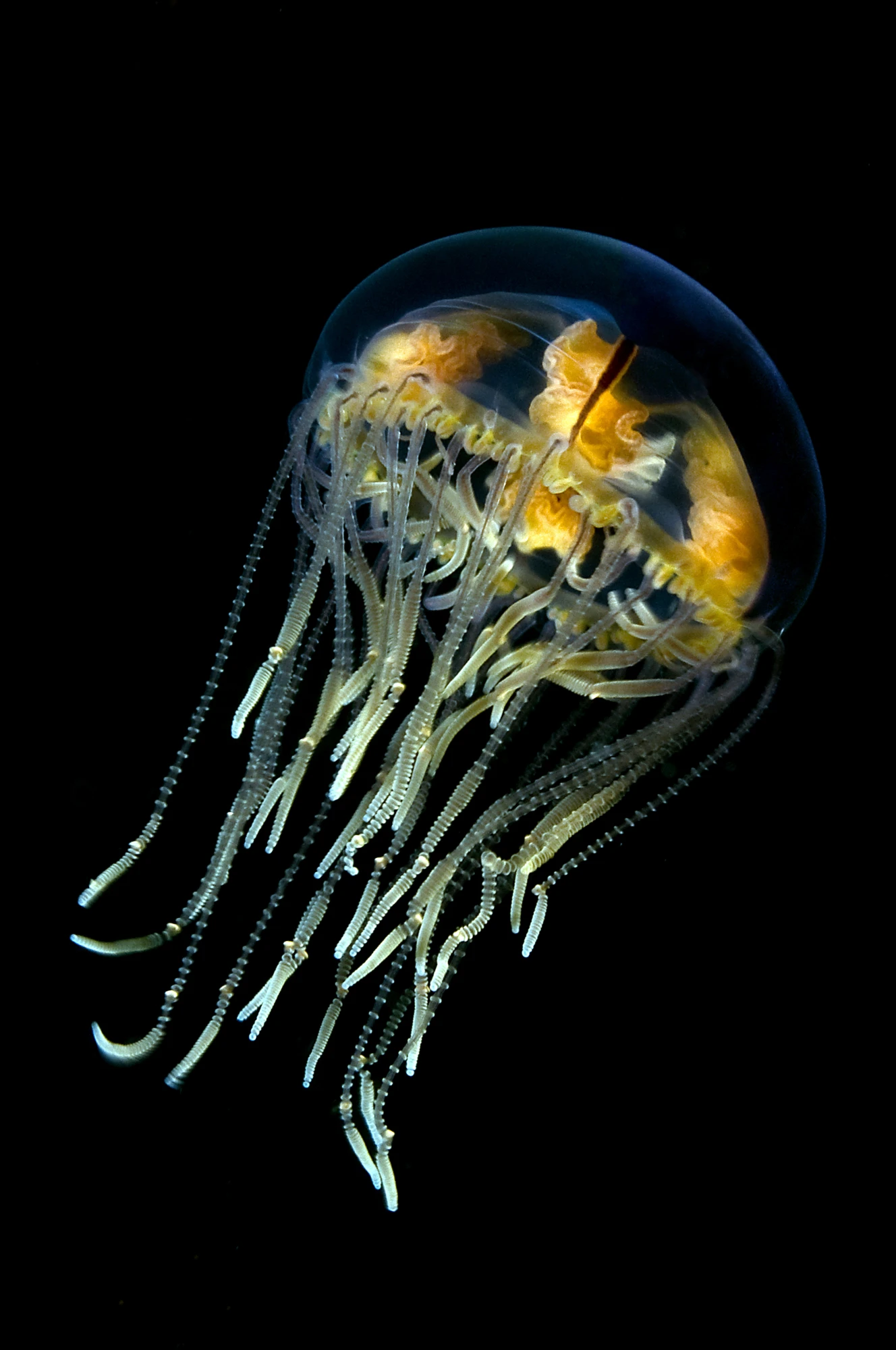 Transparent jellyfish with yellow internal structures and numerous long, delicate tentacles against a black background.