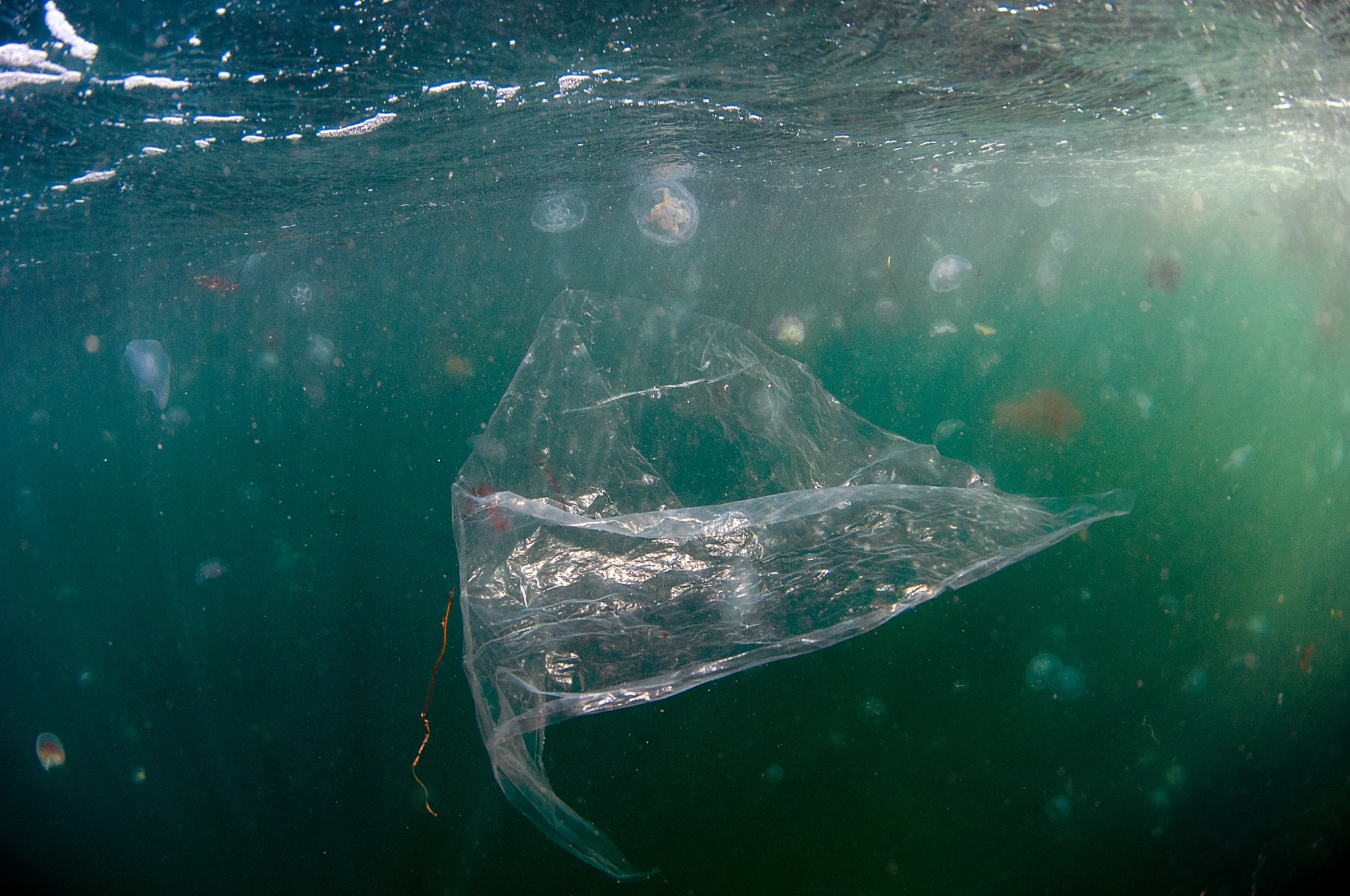 Transparent plastic bag drifting underwater among small jellyfish near the ocean surface.