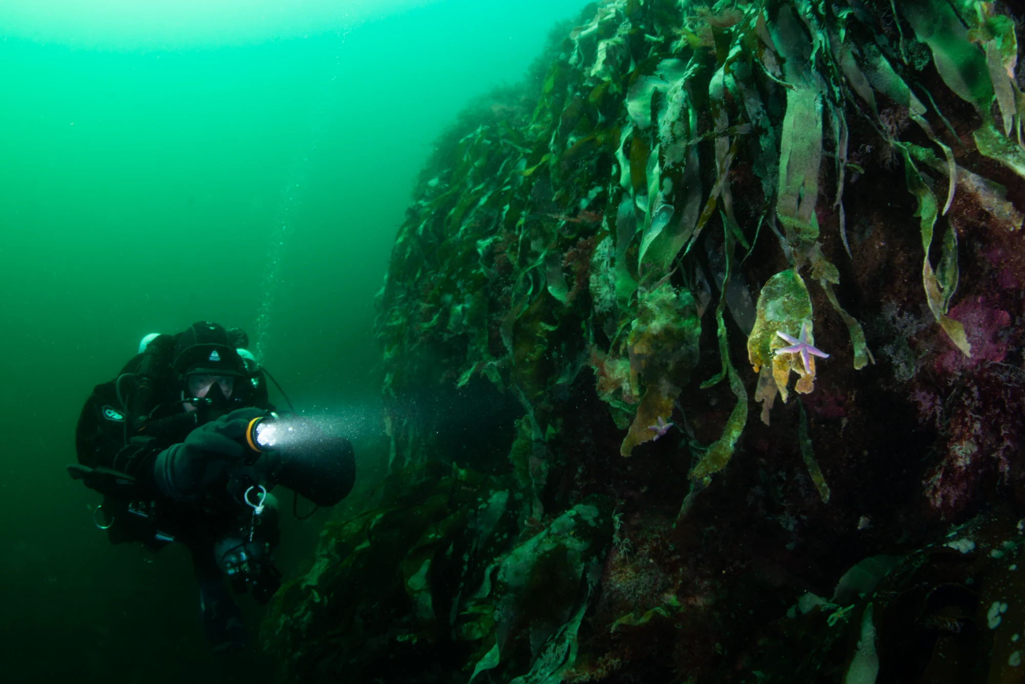 Scuba diver shining a light on a rocky underwater wall covered with kelp and small sea stars.