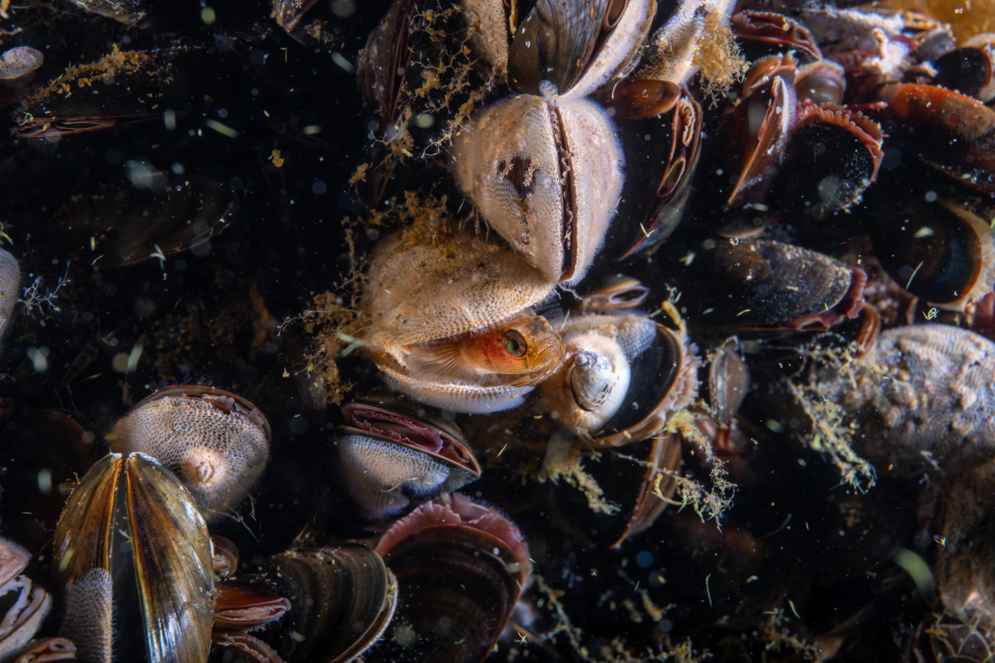 Small orange fish sheltering among a dense cluster of open and closed mussels on the seabed.