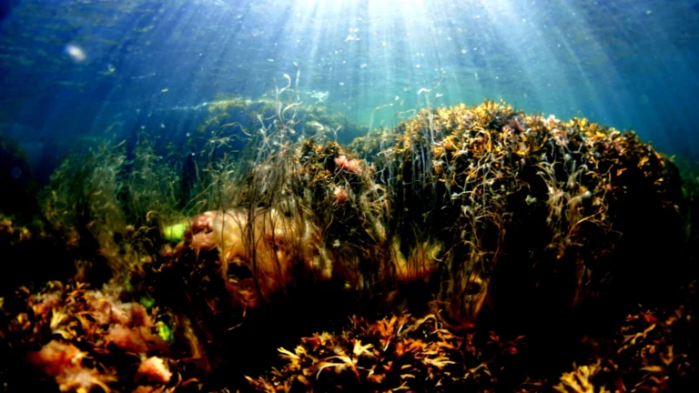 Shallow underwater reef covered with seaweed and delicate marine growth, illuminated by sunlight streaming through the water.