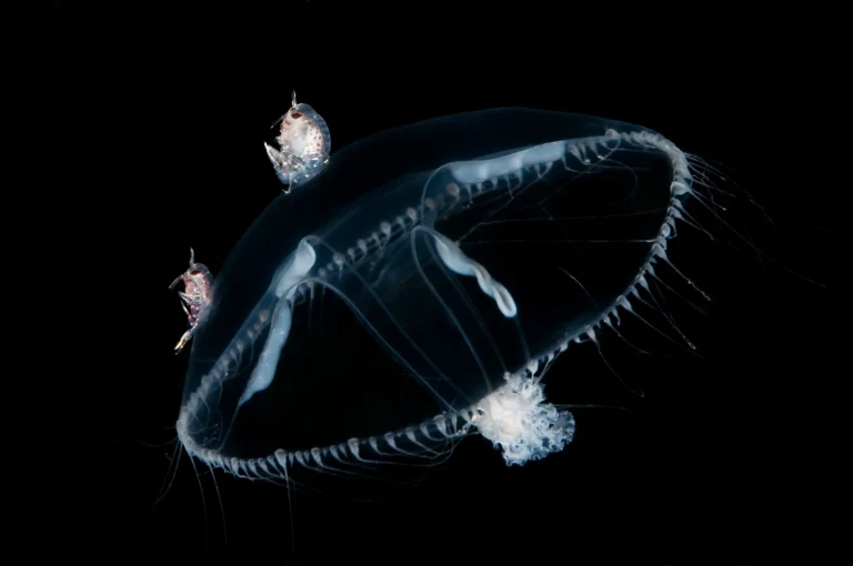 Transparent jellyfish drifting against a black background with two tiny crustaceans clinging to the outside of its bell.