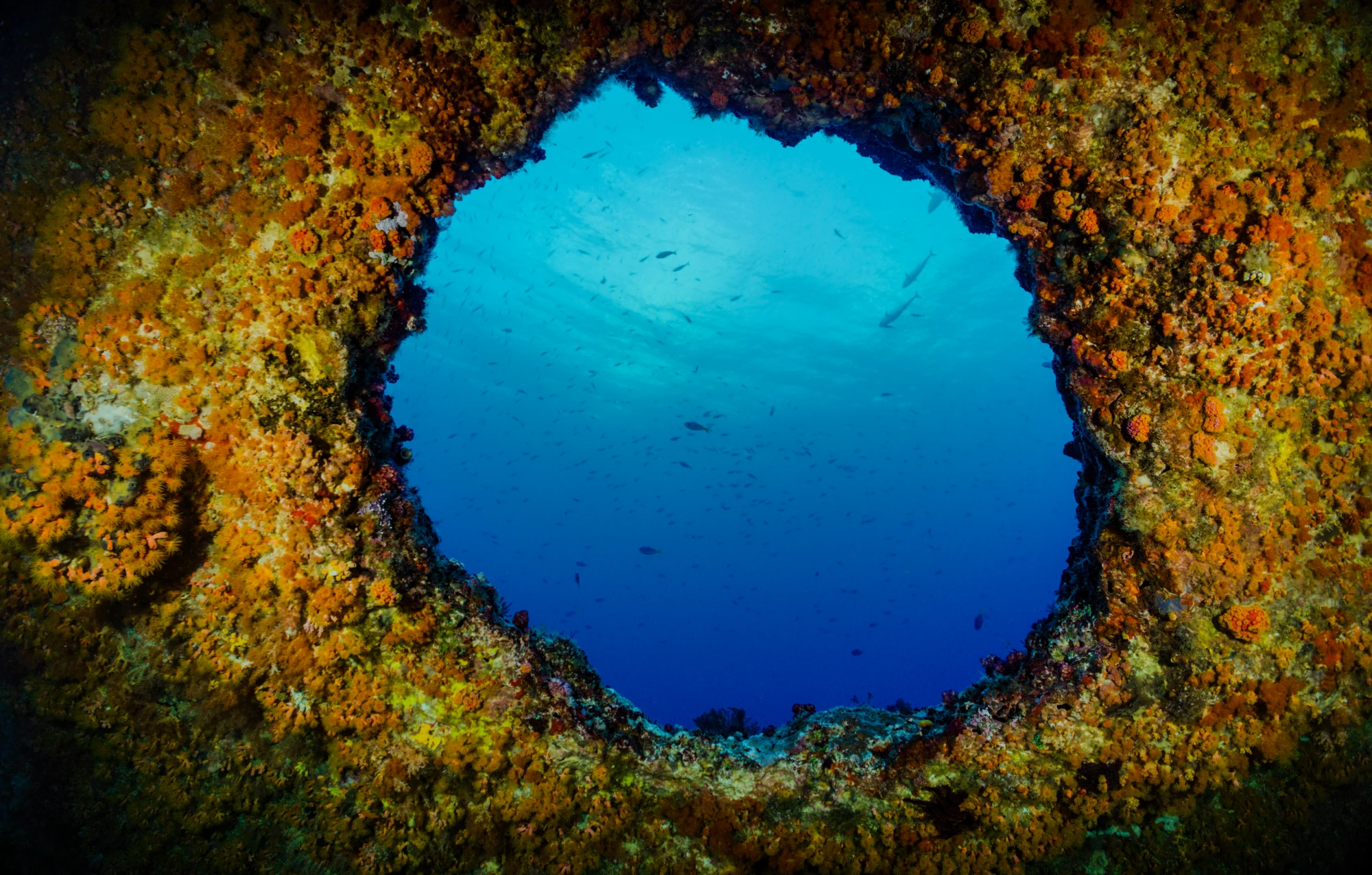 View from inside an underwater cave through a coral-covered opening into clear blue water with small fish swimming outside.
