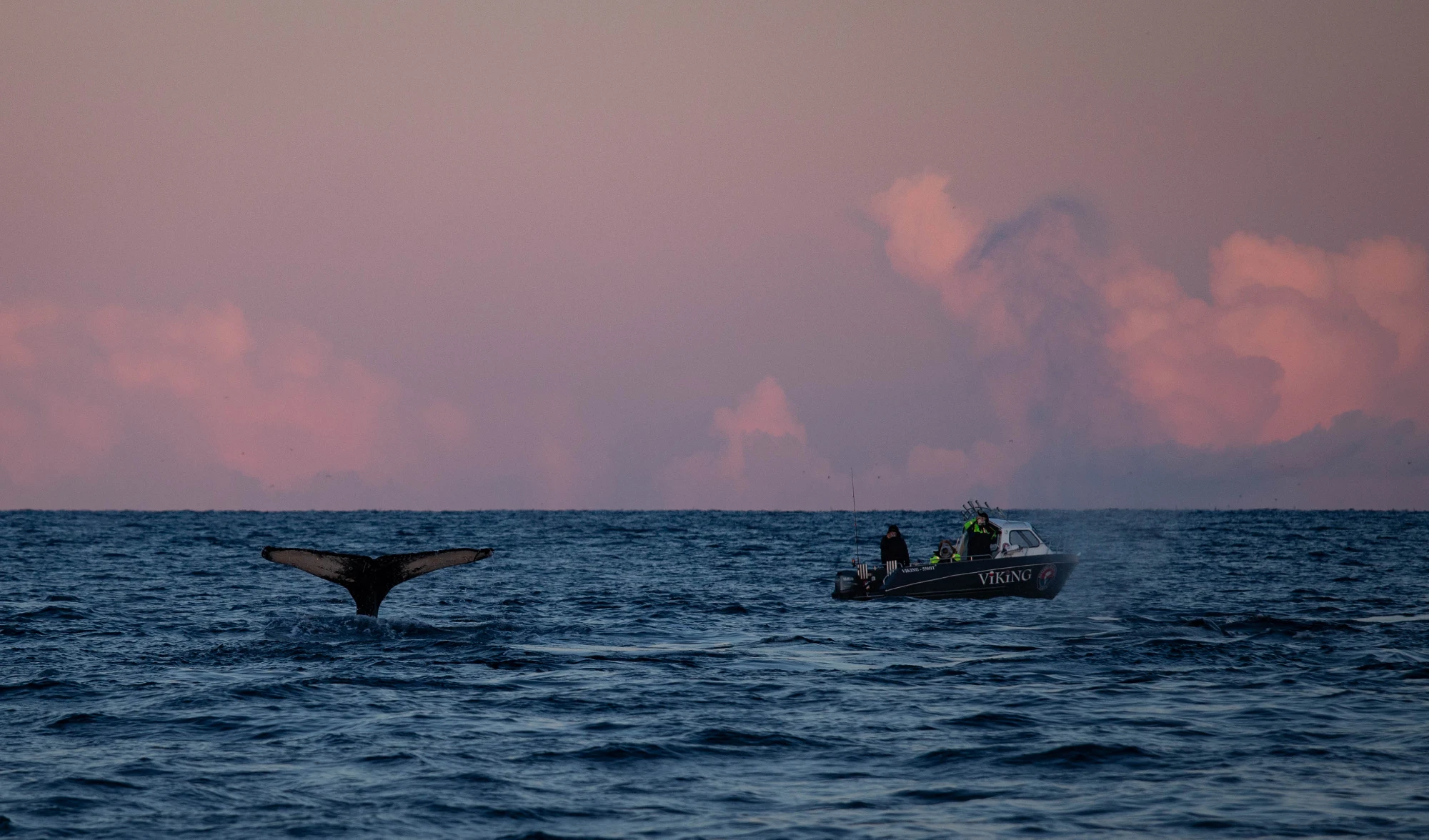 Whale tail rising above the ocean beside a small boat under a pink and purple evening sky.