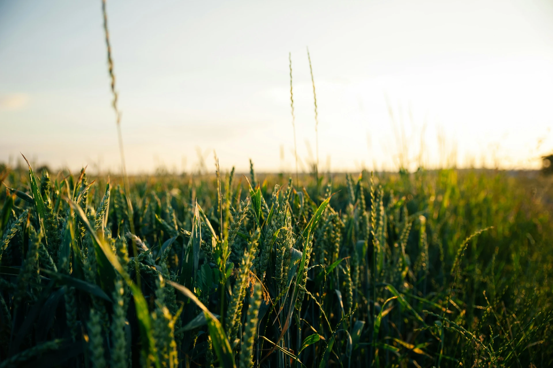 Close-up of green wheat growing in a field, illuminated by warm evening sunlight.