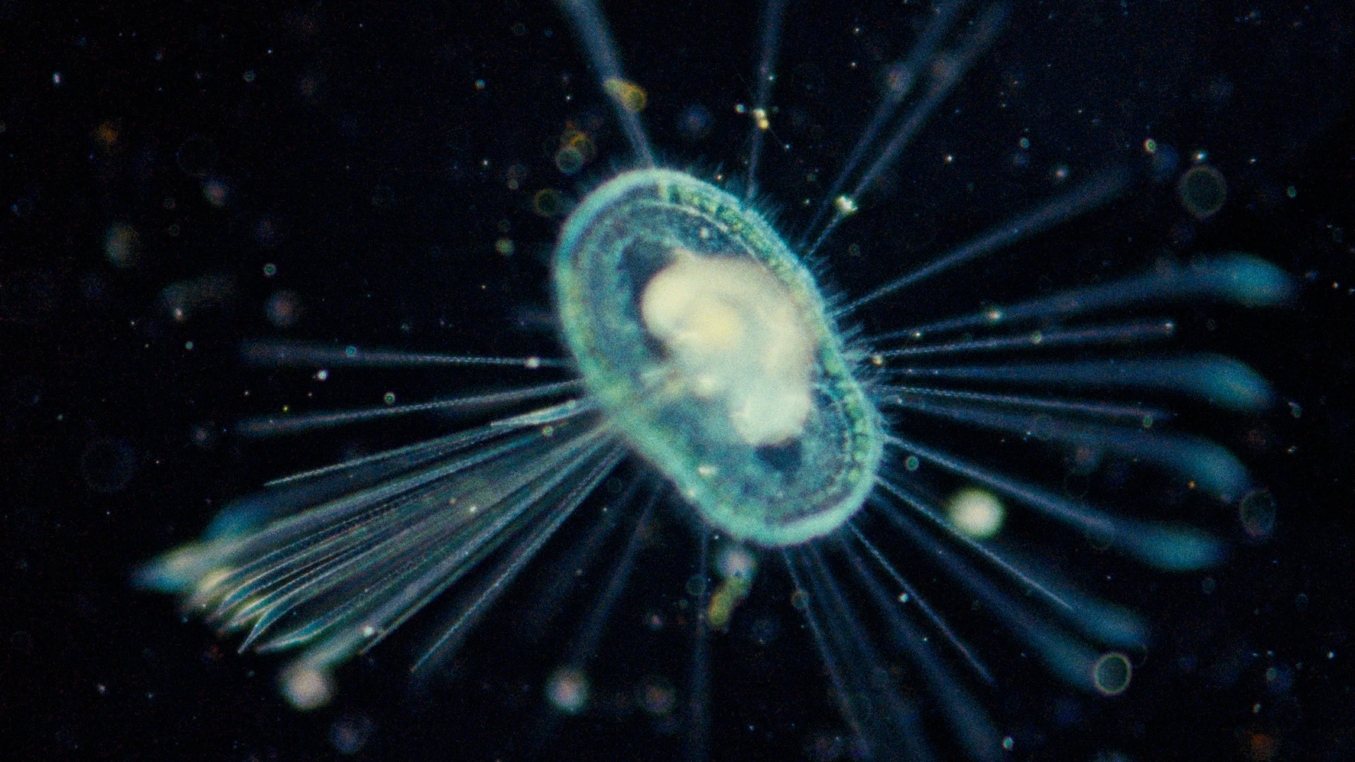 Close-up of a tiny translucent jellyfish with long radiating tentacles and rounded tips against a dark underwater background.